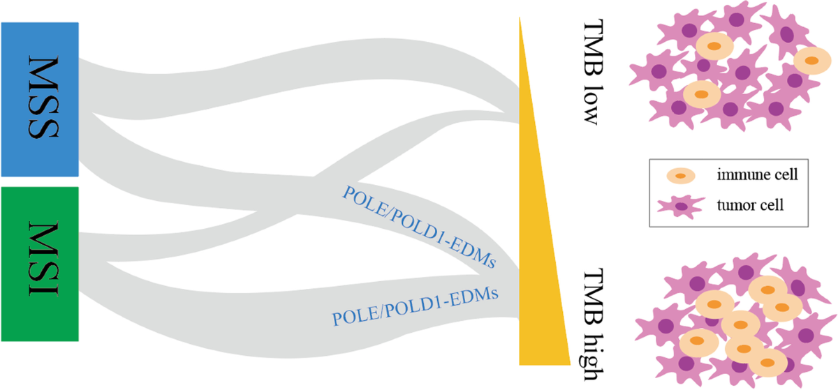 Διάγραμμα MSI, MSS και POLE/POLD1 με χαμηλό και υψηλό TMB σε διαγνωστική ιστοπαθολογική ανάλυση όγκων